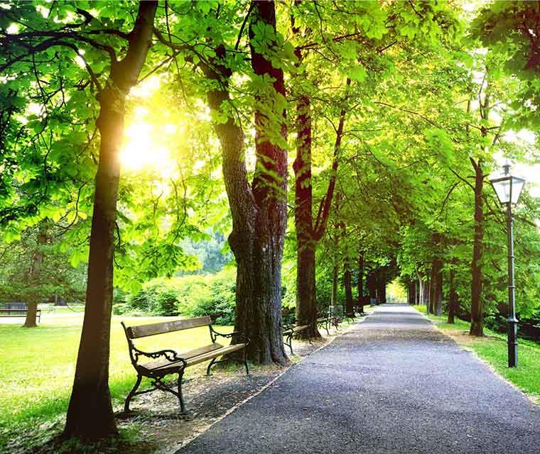 MS und ich: Ein gepflegter Parkweg mit Bank im Gegenlicht