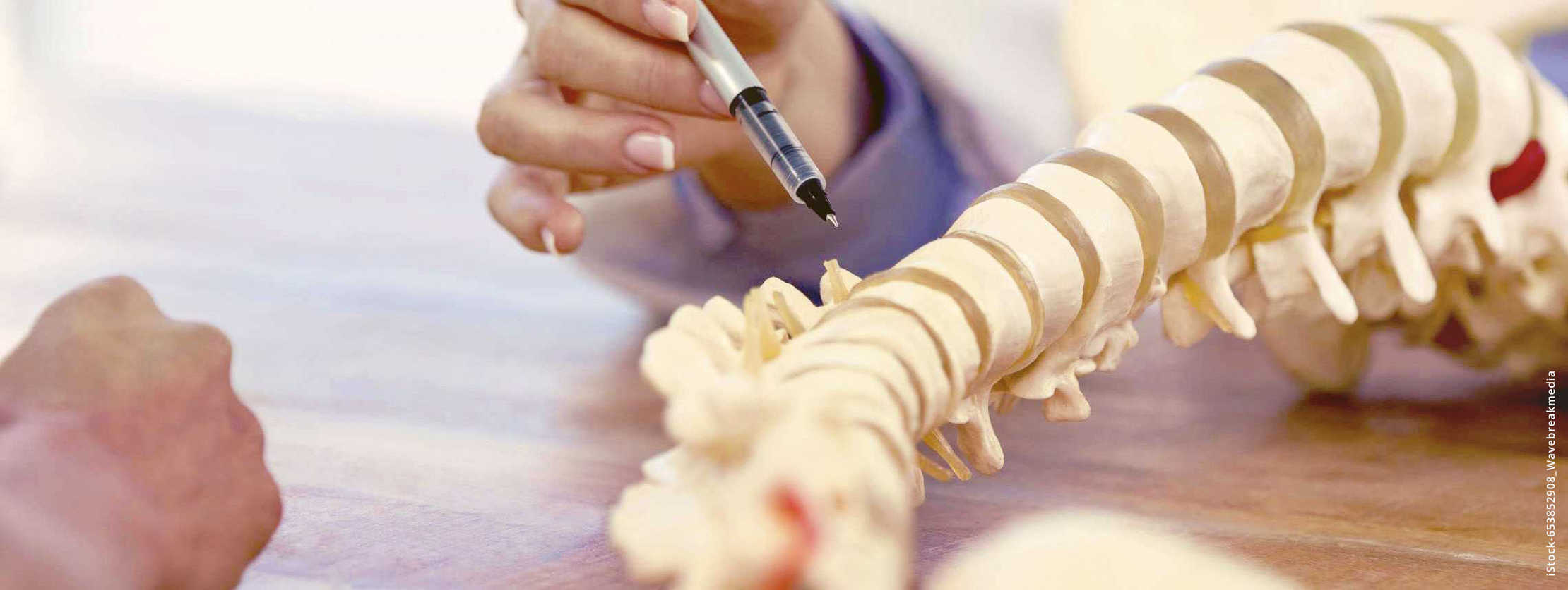 MS und ich: Ich Arzt zeigt mit einem Stift auf das Modell einer Wirbelsäule