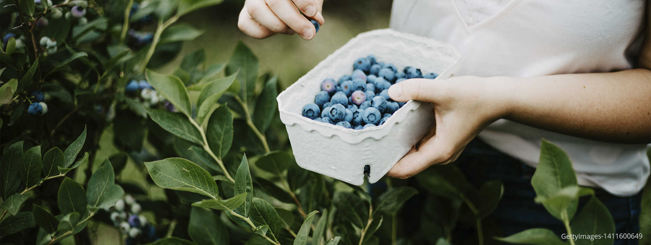 Zwei Hände die eine Schale voll mir Blaubeeren halten