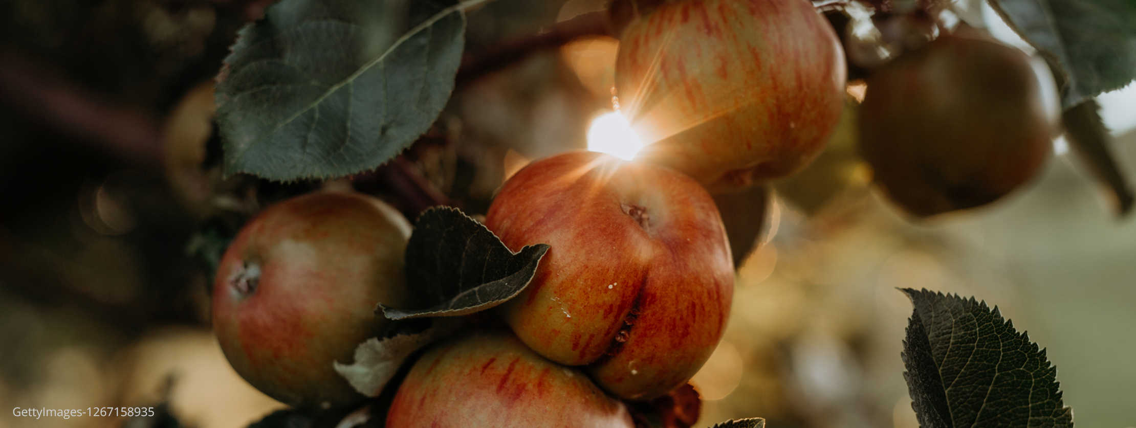 Äpfel, die an einem Baum hängen.