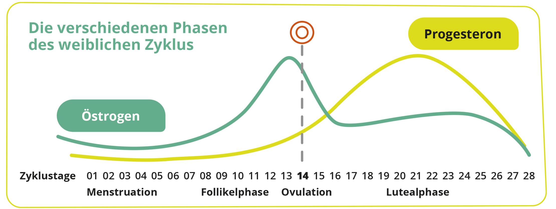 Grafik zu den Phasen des weiblichen Zyklus.