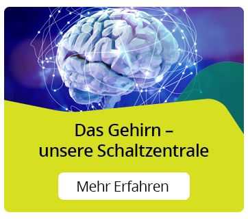 gehirn