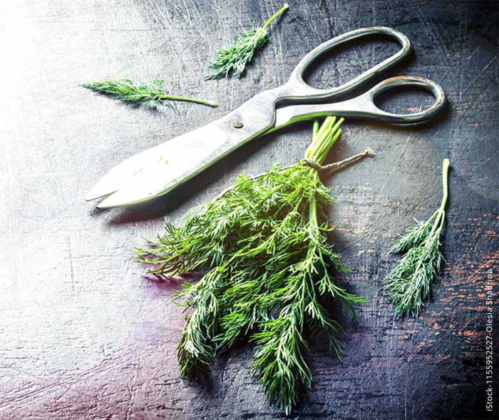 Multiple Sklerose: Kräuter und eine Schere auf einer Arbeitsplatte