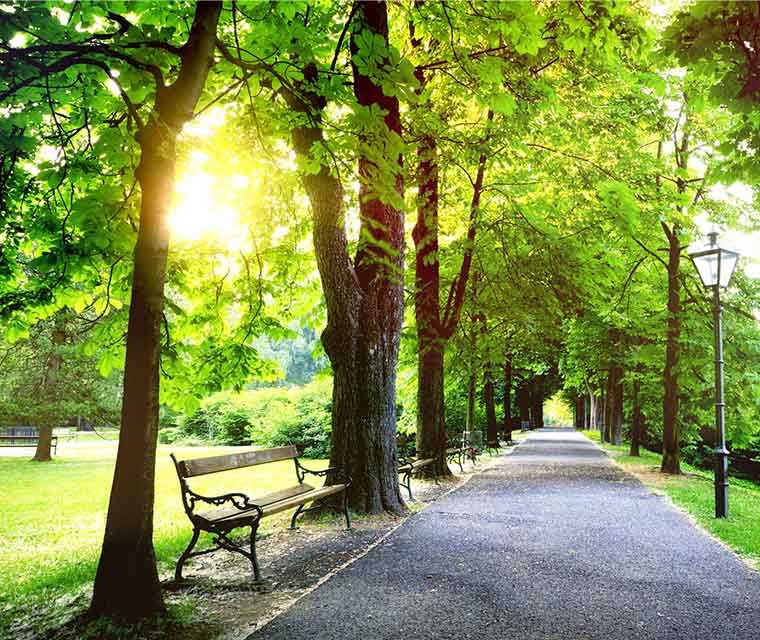 MS und ich: Ein gepflegter Parkweg mit Bank im Gegenlicht MS und ich: Ein gepflegter Parkweg mit Bank im Gegenlicht