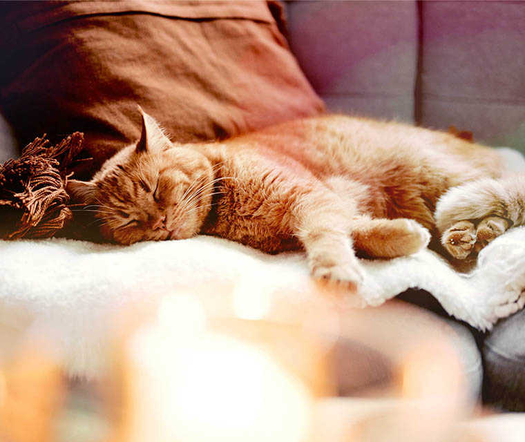 MS und ich: Eine Katze schläft auf einem Sofa MS und ich: Eine Katze schläft auf einem Sofa