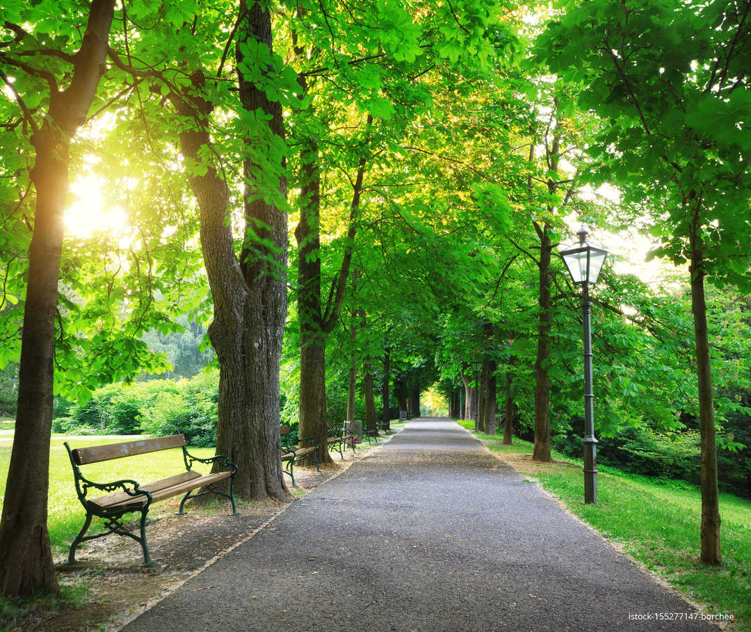 MS und ich: Ein gepflegter Parkweg mit Bank im Gegenlicht
