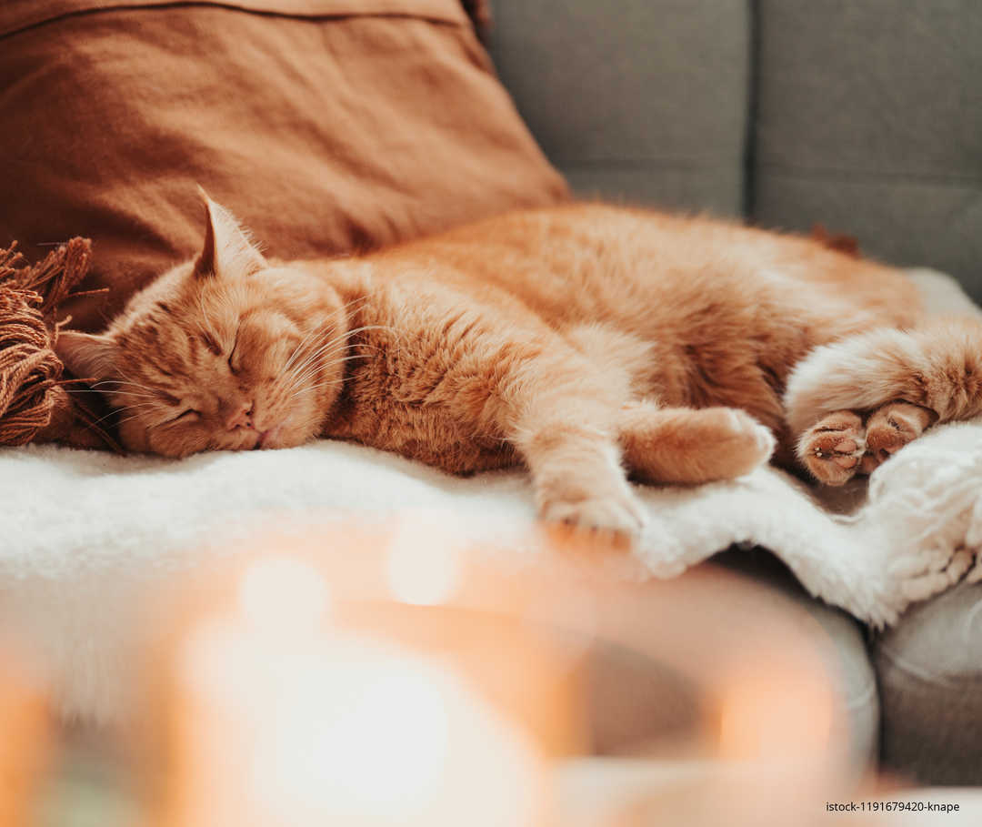 MS und ich: Eine Katze schläft auf dem Sofa