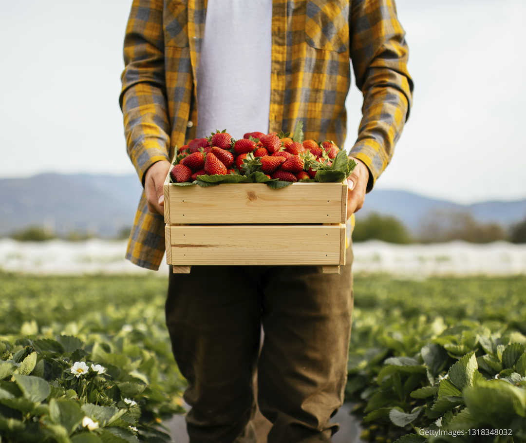 Eine Person hält einen Korb voller Erdbeeren