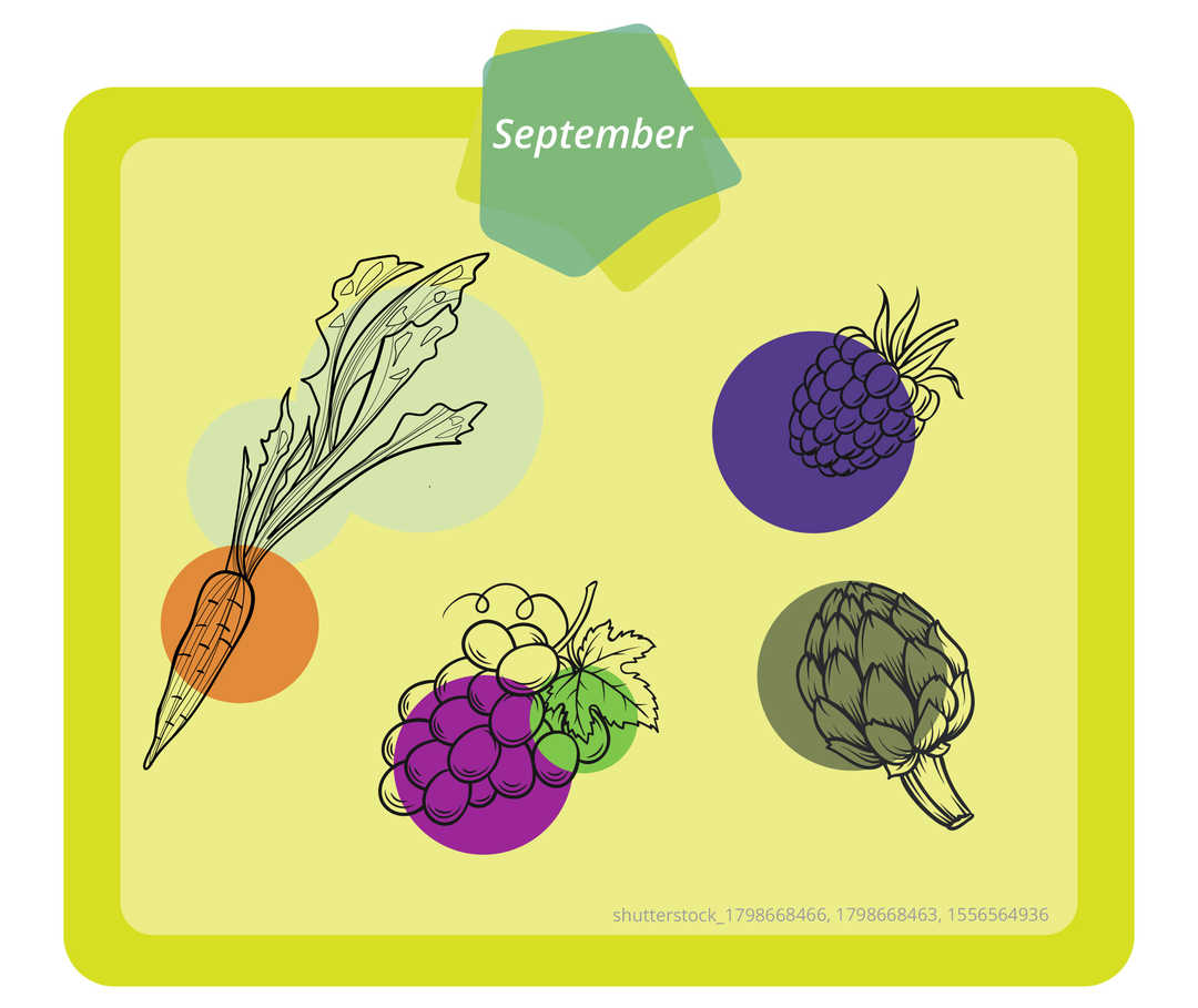 Auf dem Bild sind eine Karotte, eine Brombeere, eine Blaubeere und eine Artischocke zu sehen.