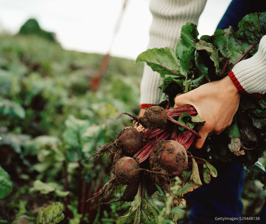 Zwei Hände einer Person bei der Ernte auf einem Feld 