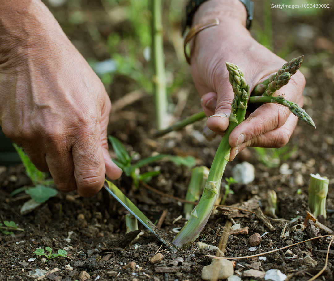 Das Bild zeigt zwei Hände bei der Ernte